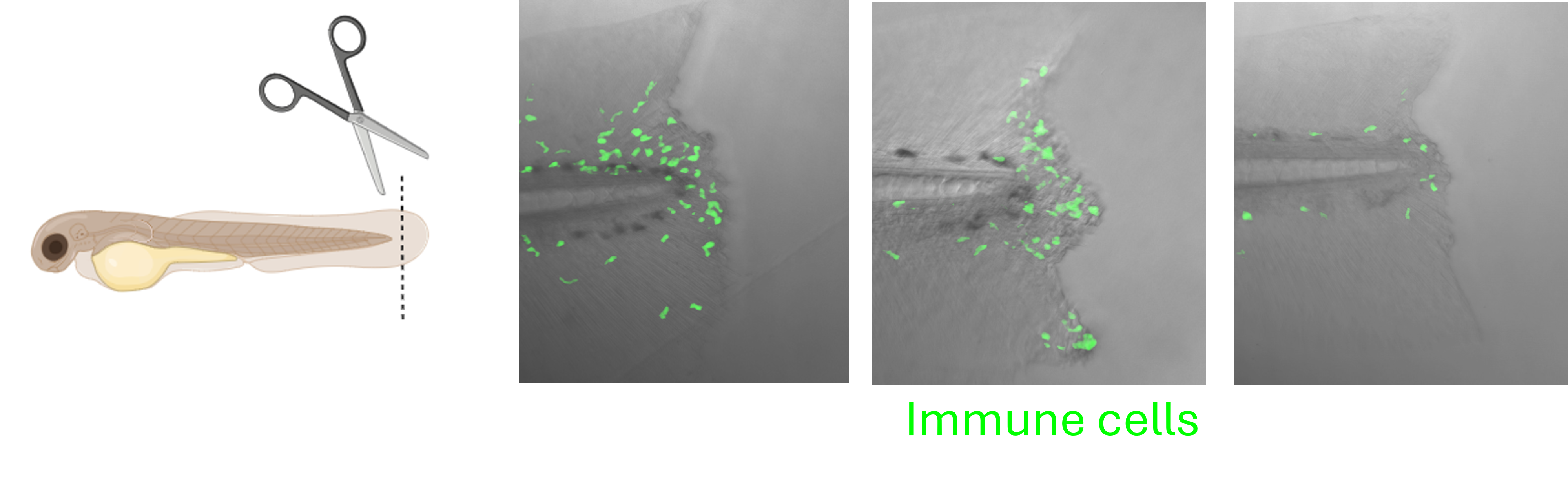 Zebrafish tail wounding